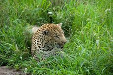 leopard (4 von 60).jpg